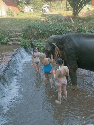 Elephant camp in Chiang Mai