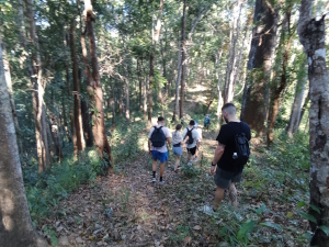 Jungle walk in Chiang Mai