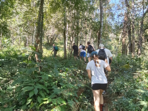 Jungle walk in Chiang Mai