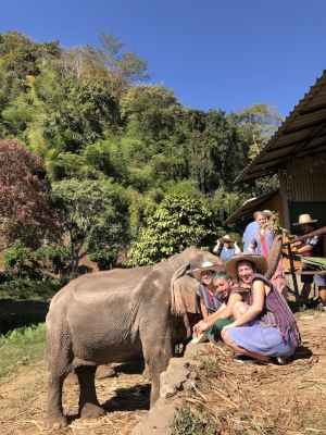 Walking with elephants in Chiang Mai