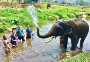 Elephant care in Chiang Mai