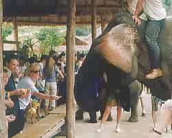 Elephant feeding in Chiang Mai