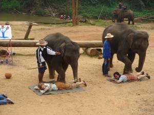 Show Elephants at Work in