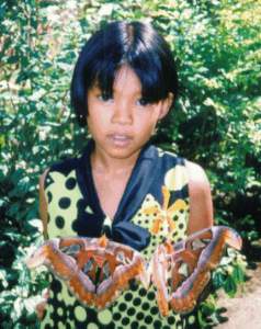 Giant butterflies at orchid farm in Chiang Mai