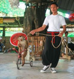 Show "Monkeys at work" at Chiang Mai Monkey School