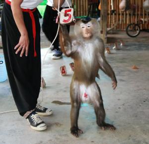 Monkey Show at Monkey Center
