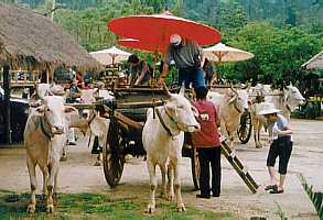 Oxcart ride in Chiang Mai