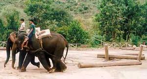 Elephants at Work in Chiang Mai