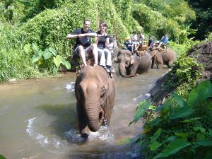 Elephant riding through the jungle of Chiang Mai, Thailand 