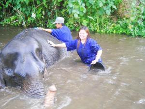 Elephant training