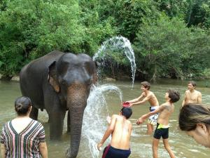 Playing with elephants