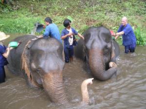 Elephant bathing in