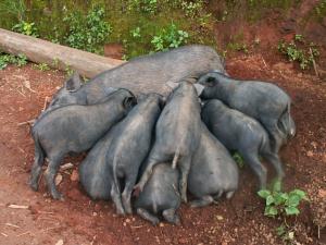 Pigs in a hilltribe village in