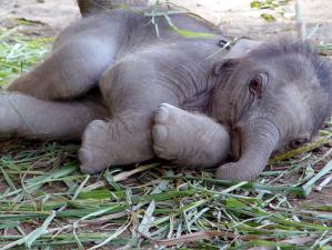 Baby elephant