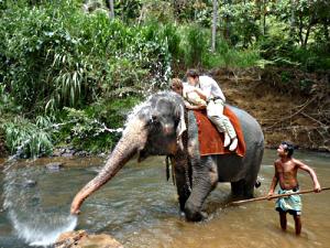 Elephant bathing