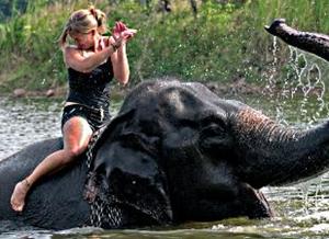 Elephant bathing