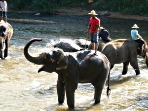 Elephant bathing