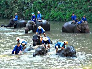 Elephant bathing