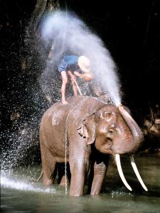 Elephant bathing