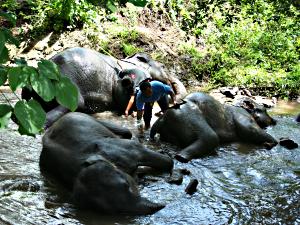 Elephant bathing