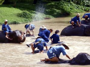 Elephant bathing