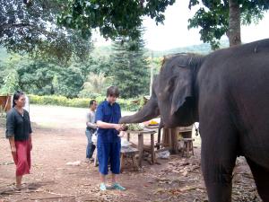 Elephant feeding