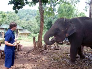 Elephant feeding