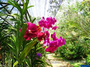 Orchids