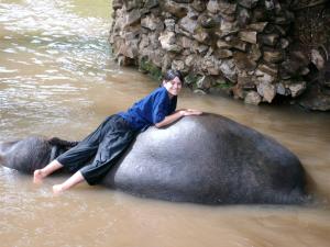 Elephant bathing