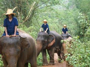 Elephant ride