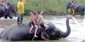 Elephant bathing