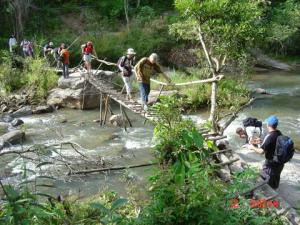 Bridge over a jungle stream