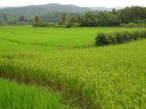 Rice fields